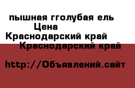  пышная гголубая ель › Цена ­ 12 000 - Краснодарский край  »    . Краснодарский край